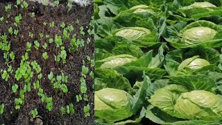 How to grow cabbage in caret at home  how to grow cabbage seed grow [upl. by Atiker]