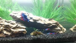 Clown pleco male Betta neon tetras and danios [upl. by Ennayar890]