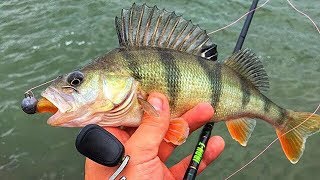 PERCH FISHING FROM SHORE [upl. by Hauck]