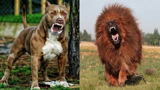 8 Races De Chien Plus Létales Qui Battent Le PitBull [upl. by Oaht]