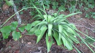 Virginia Agave  False Aloe Manfreda Virginica [upl. by Johiah]