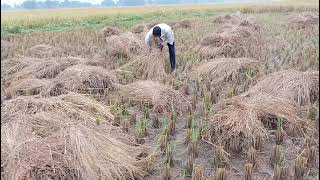 One cycle of 🌾  2081Dharan KO ropai dekhi katne samma KO video [upl. by Lledner33]