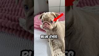 Why Pug Have Blue Eyes olivethepug85 shorts pug dog pets animals [upl. by Kenyon]