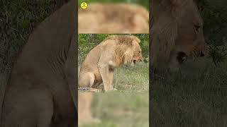 Tiger and lion vomiting shorts facts kimtifacts animals [upl. by Neehar387]