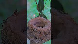 quotTiny Wonders The Life of a Hummingbird NestquotBirdWatchingBirdLoversBirdPhotography [upl. by Naimed]