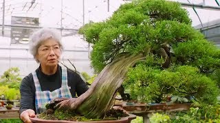 Bonsai the Endless Ritual  Extraordinary Rituals  Earth Unplugged [upl. by Ettenyar640]