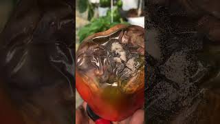 Grey mould disease agriculture disease bellpeppers tomatocultivation [upl. by Ayatnohs]