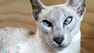 Lilac Point Siamese Cat [upl. by Andria207]