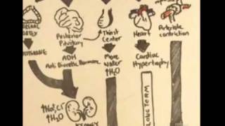 ReninAngiotensinAldosterone System Overview [upl. by Swann]