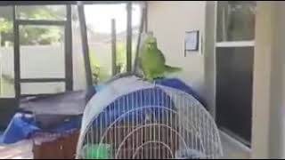 Parrot singing spanish amp talking [upl. by Jerrome]