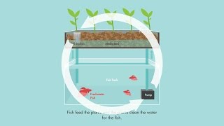 What is Aquaponics [upl. by Tonie10]