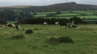 Can you stop a Lurcher dog from chasing sheep [upl. by Jacquenette]