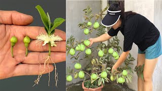 UNIQUE NEW TECHNIQUE on how to propagate guava trees using only available coffee water [upl. by Annazus]