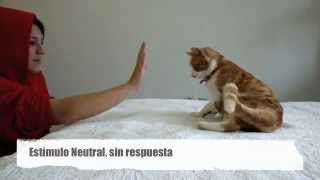 Condicionamiento Operante de un gato [upl. by Aser698]