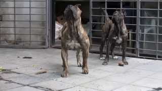 DOGO CANARIO URUGUAY  PRESA CANARIO [upl. by Nilsoj291]