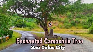 Quick Escape at Enchanted Camachile Tree  San Carlos City [upl. by Lanrev785]