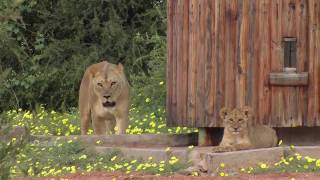 Löwen in der Dusche  lions in the shower [upl. by Ateerys]