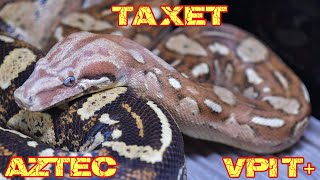 Aztec VPI T het Snow Boa [upl. by Nesyrb]