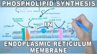 Phospholipid Synthesis in Endoplasmic Reticulum Membrane [upl. by Leahplar]