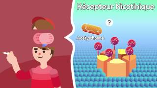 Effets de la nicotine sur le cerveau [upl. by Cedell403]