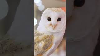 Intriguing Insights Three Unique Facts About Owls [upl. by Nnylharas]