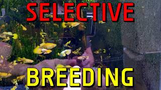 How To Selectively Breed Guppies [upl. by Arded]