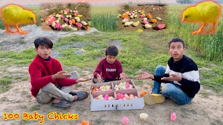 100 Baby Chicks 🐤 Hamare New Chozha 😍 Dawood Sabir Vlogs [upl. by Lulita]