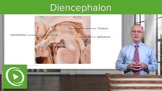 Diencephalon Components amp Structure – Brain amp Nervous System  Lecturio [upl. by Prendergast]