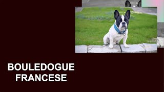 BOULEDOGUE FRANCESE  Bulldog Francese  Frenchies  French Bulldog  Caratteristiche  Carattere [upl. by Alehc]