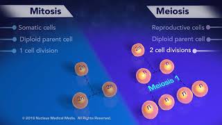 Mitosis vs Meiosis [upl. by Hettie]