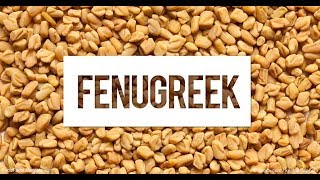 Fenugreek and Testosterone Galactagogues Increase Prolactin Levels [upl. by Esiled]