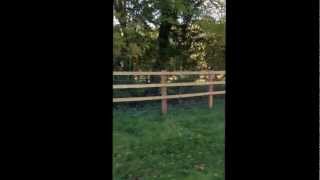 Equestrian X Fence By Starveacre Fencing [upl. by Solegnave]