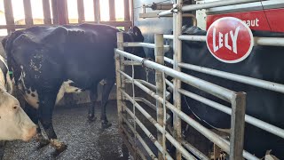 Afternoon Collecting late cows Milking process of the Lely A5 Astronaut [upl. by Ayrb]