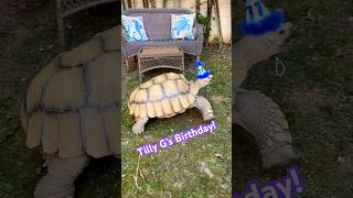 Shellabrate Tilly G’s 11th Birthday birthdaycelebration tortoise cutepets cuteanimals loved [upl. by Capwell]