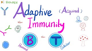 Adaptive Acquired Immunity  Immunology  Biology 🧬 of Immune System [upl. by Jaquiss]