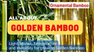 ALL ABOUT GOLDEN BAMBOO  FEATURES PROPAGATION CARE  Ornamental Bamboo [upl. by Ripp]