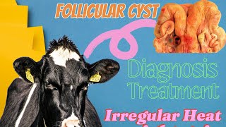 Follicular Cyst In Cattle  Follicular Cyst In Cow  Follicular Cyst kiya hota hy [upl. by Tita]