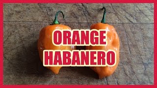 Orange Habanero paprika [upl. by Ferree]