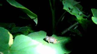 Chiflador nocturno en Malinalco dentro del Museo vivo [upl. by Rennerb620]