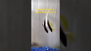 Heniochus Black amp White Butterfly Fish 🐠 aquarium fish short [upl. by Atsejam965]