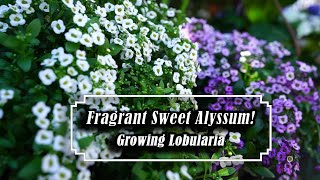 Growing Lobularia  Sweet Alyssum  Easy amp Fragrant Annual Spring  Fall [upl. by Alburga]