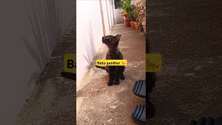 Ghar me aaya baby panther 🐆 😱shorts animals [upl. by Anitsirhc2]