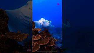 Bottom of the Great Barrier Reef 🌊🦈 [upl. by Elam]