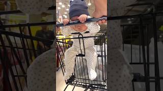 Baby Sleeping on Cart 🛒🛒 [upl. by Aysan366]