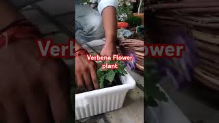 How to grow verbena Flower plants shortsvideo short plantwala gardeningadvice flowergardening [upl. by Adabel841]