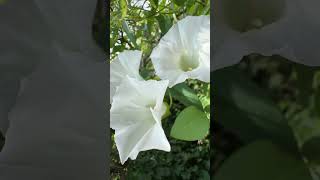 White Flowers wild flowers in forest Secret lives fading and blasting through universe Over [upl. by Nedaj]