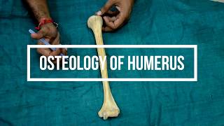 Osteology of Humerus [upl. by Kuhlman]