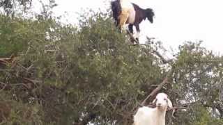 Goats in a Tree Morocco [upl. by Ffilc]