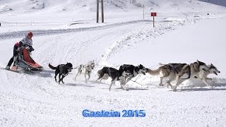 Schlittenhunderennen in Sportgastein 2015 Sony 4 K [upl. by Ekud]