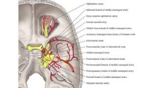 CA Arterial Supply of the Lower Cranial Nerves [upl. by Ewen]